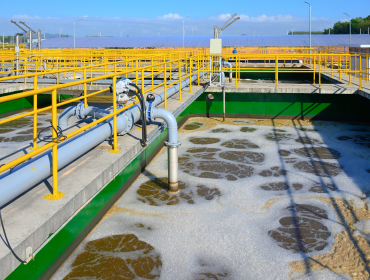 water plant